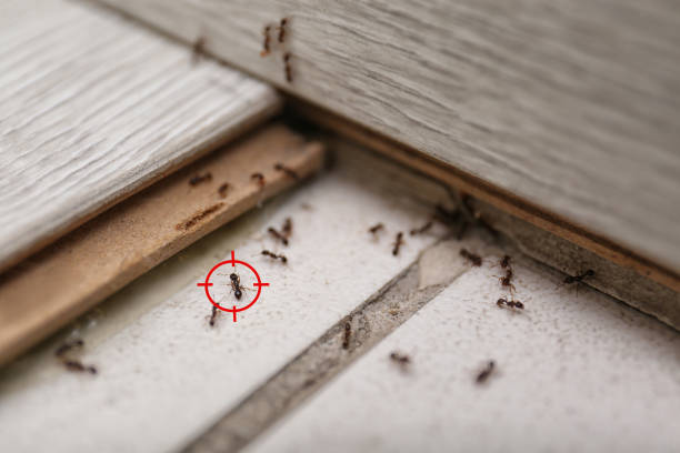 Best Insect Control  in Seffner, FL